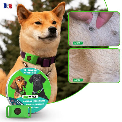 Protégez votre chien pendant 12 mois contre puces & tiques