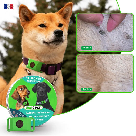 Protégez votre chien pendant 12 mois contre puces & tiques