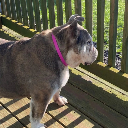 Collier anti-puces et tiques pour chiens – 8 mois de protection